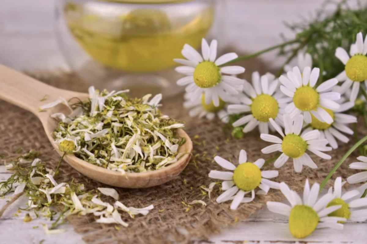 Bere una tisana, in particolare quella a base di camomilla